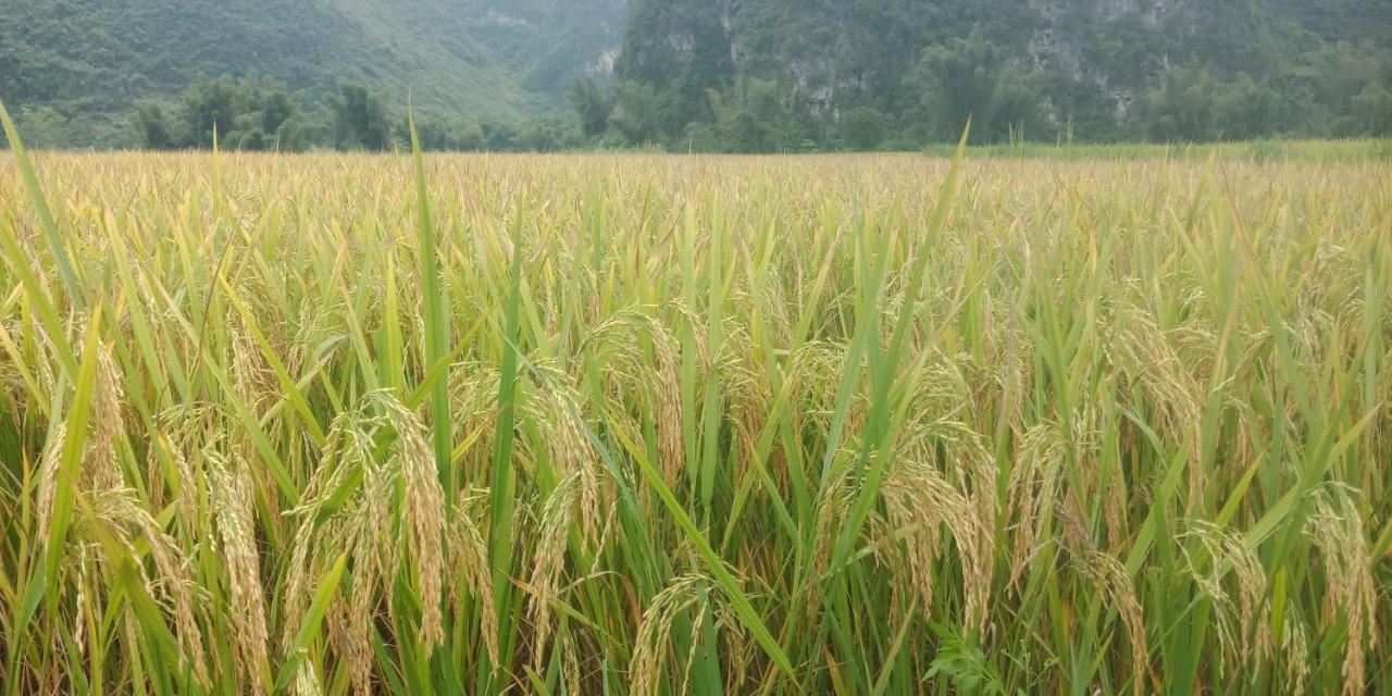 Yen Nhi Homestay Ban Gioc Као Банг Екстериор снимка